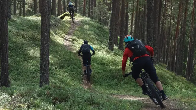 wooded descents